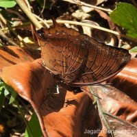 Charaxes psaphon Westwood, 1848